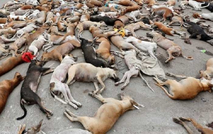MP pede exoneração de secretário que autorizou morte de 50 cães
