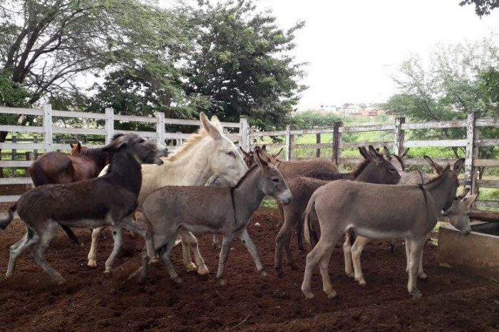Secretaria de Agricultura de Monteiro intensifica apreensão de animais nas ruas