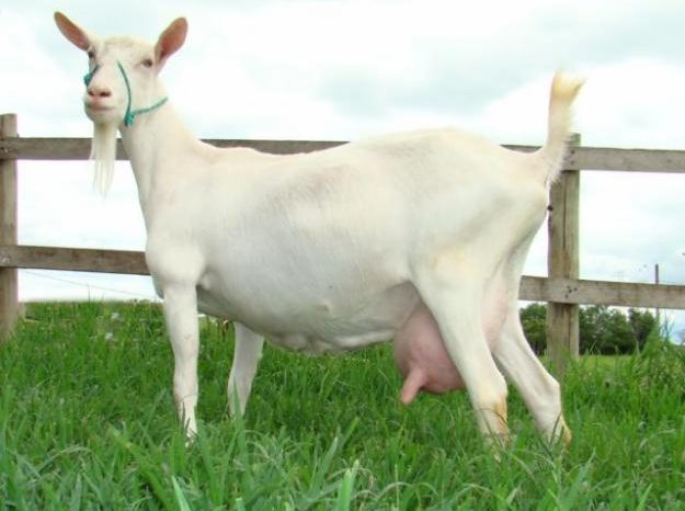 Cariri paraibano é a região que mais produz leite do cabra no Brasil, segundo IBGE