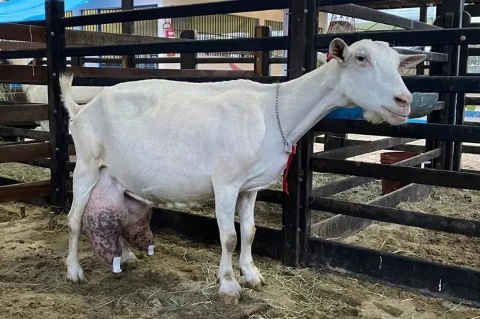 Cabra da região do Cariri produz 13,6kg de leite em um dia e bate recorde nacional